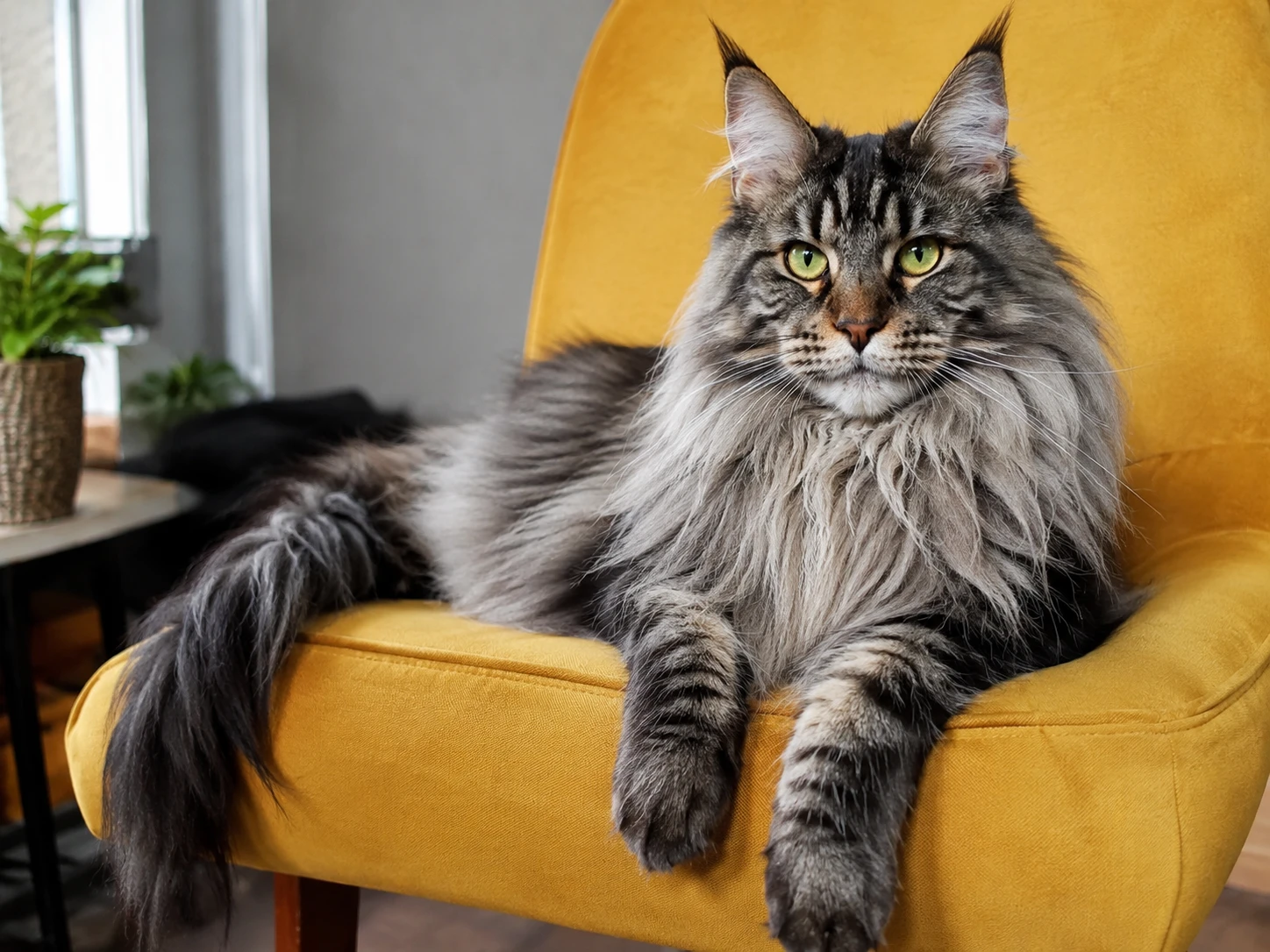 Исходная фотография: кот