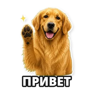 Фото: ретривер: стикер 1