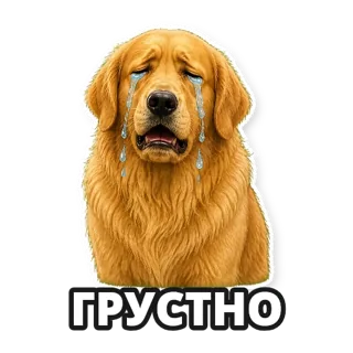 Фото: ретривер: стикер 8